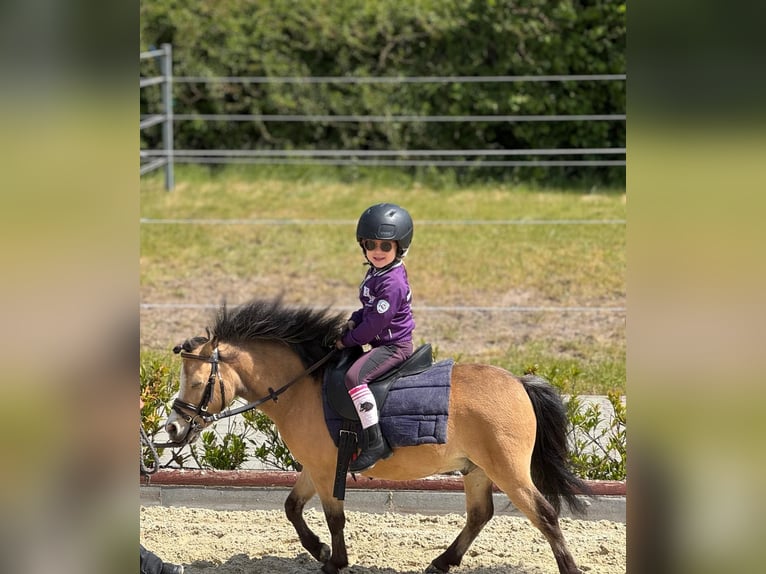 American Miniature Horse Gelding 8 years 9,1 hh Dun in Delitzsch