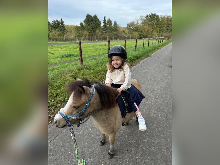 American Miniature Horse Gelding 8 years 9,1 hh Dun in Delitzsch