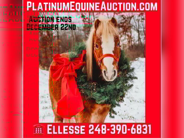 American Miniature Horse Gelding 8 years Roan-Red in Howell, MI