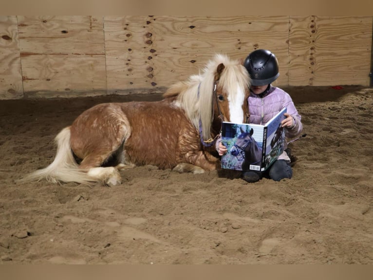American Miniature Horse Gelding 8 years Roan-Red in Howell, MI