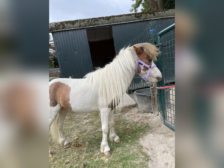 American Miniature Horse Hengst 10 Jahre 75 cm Overo-alle-Farben in Bingelrade
