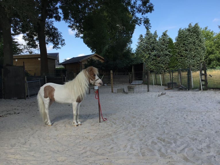 American Miniature Horse Hengst 10 Jahre 75 cm Schecke in Bingelrade