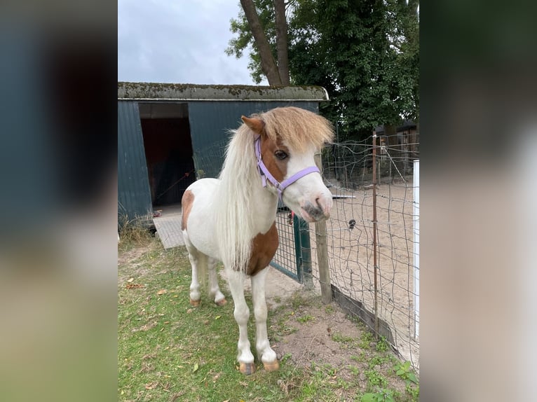American Miniature Horse Hengst 10 Jahre 75 cm Schecke in Bingelrade