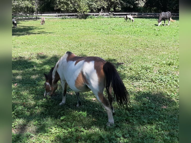 American Miniature Horse Hengst 10 Jahre 86 cm Overo-alle-Farben in Tieschen