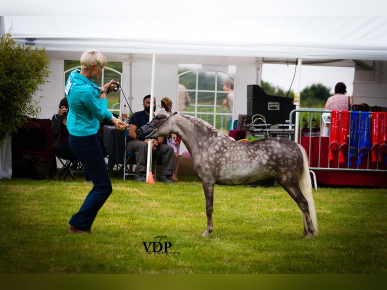 American Miniature Horse Hengst 10 Jahre 95 cm in Wiekevorst