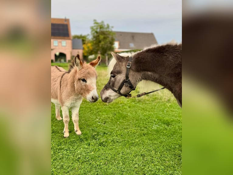 American Miniature Horse Hengst 10 Jahre 95 cm in Wiekevorst