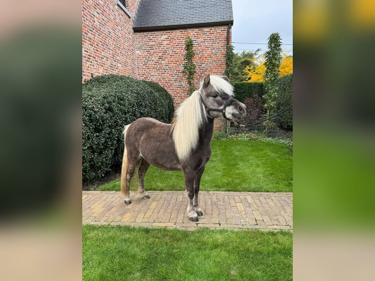 American Miniature Horse Hengst 10 Jahre 95 cm in Wiekevorst