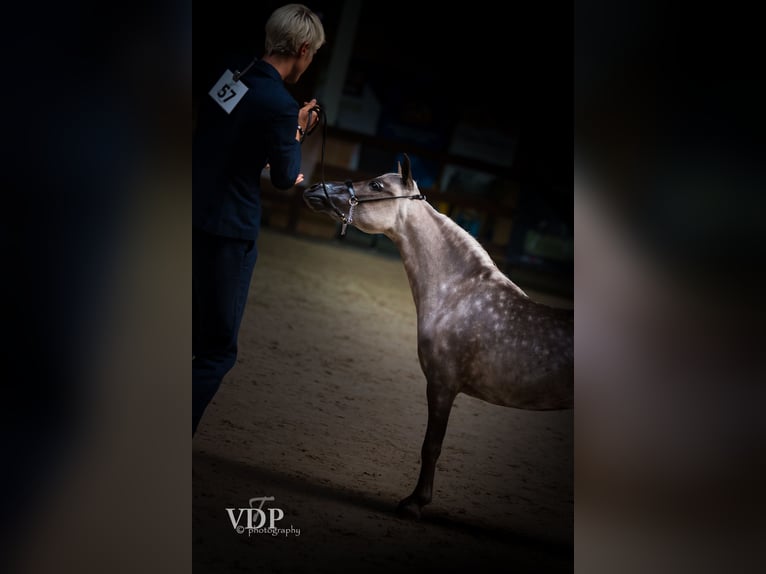 American Miniature Horse Hengst 10 Jahre 95 cm in Wiekevorst