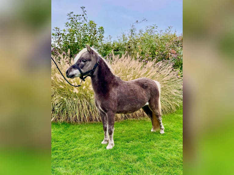 American Miniature Horse Hengst 10 Jahre 95 cm in Wiekevorst