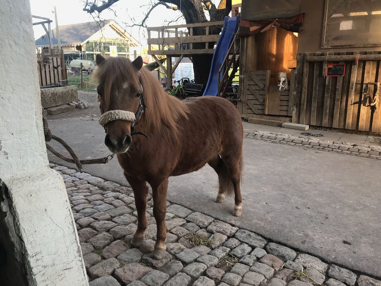 American Miniature Horse Hengst 11 Jahre in Schwörstadt