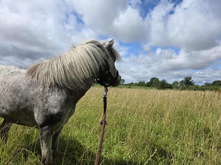 American Miniature Horse Hengst 16 Jahre 95 cm Tigerschecke in Lincent