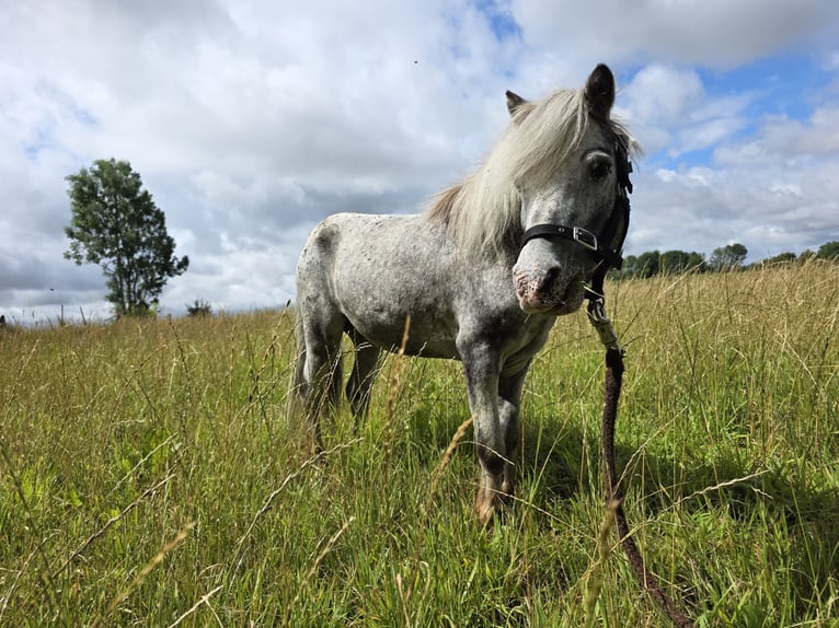 American Miniature Horse Hengst 16 Jahre 95 cm Tigerschecke in Lincent