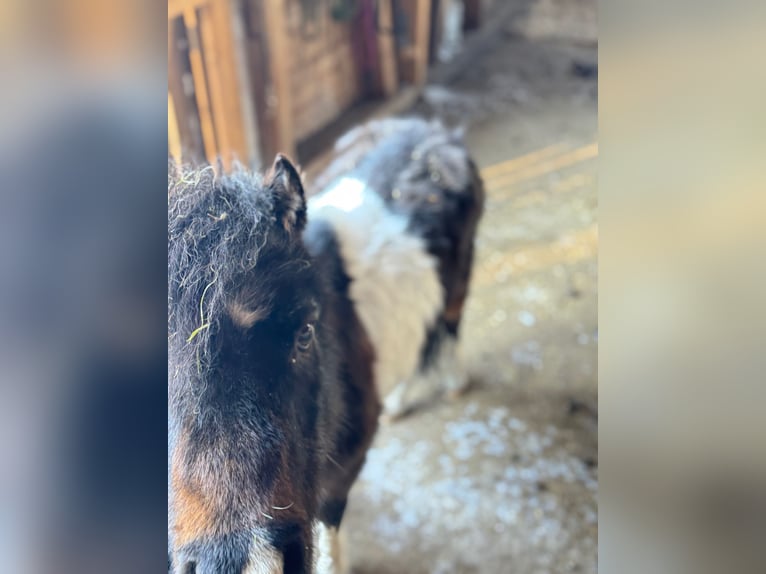 American Miniature Horse Hengst 18 Jahre 86 cm Schecke in Oberstaufen