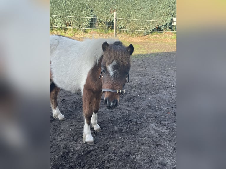 American Miniature Horse Hengst 1 Jahr 60 cm Schecke in Lommel