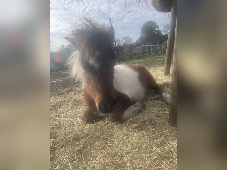 American Miniature Horse Hengst 1 Jahr 60 cm Schecke in Lommel