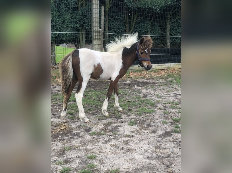 American Miniature Horse Hengst 1 Jahr 60 cm Schecke in Lommel