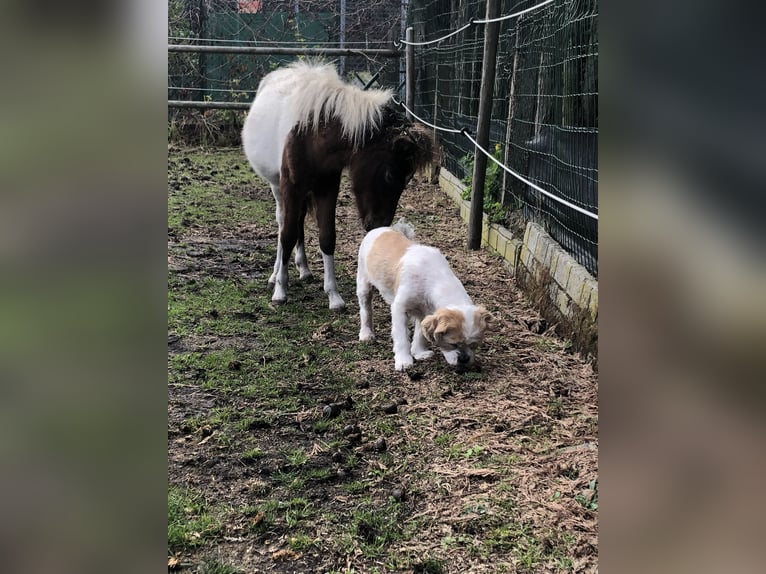 American Miniature Horse Hengst 1 Jahr 60 cm Schecke in Lommel