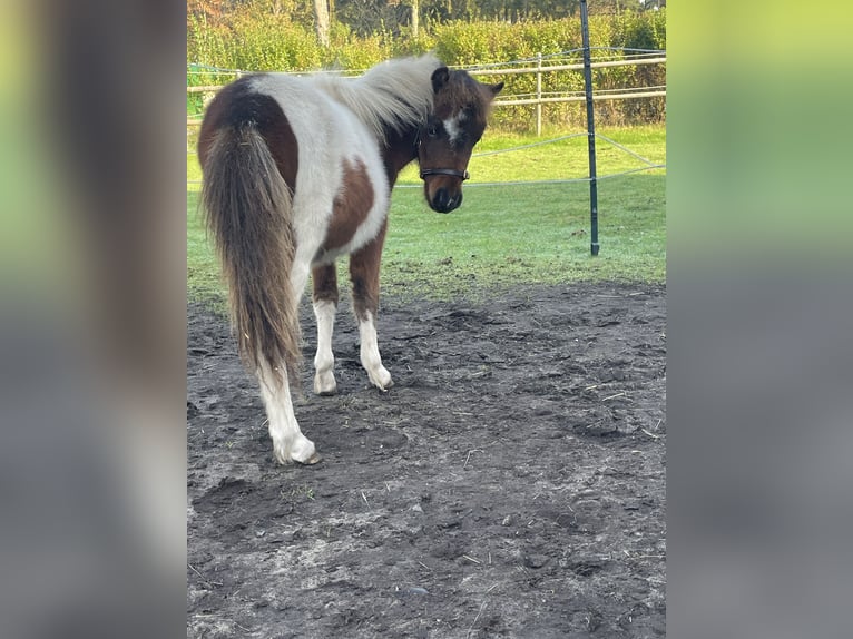 American Miniature Horse Hengst 1 Jahr 60 cm Schecke in Lommel