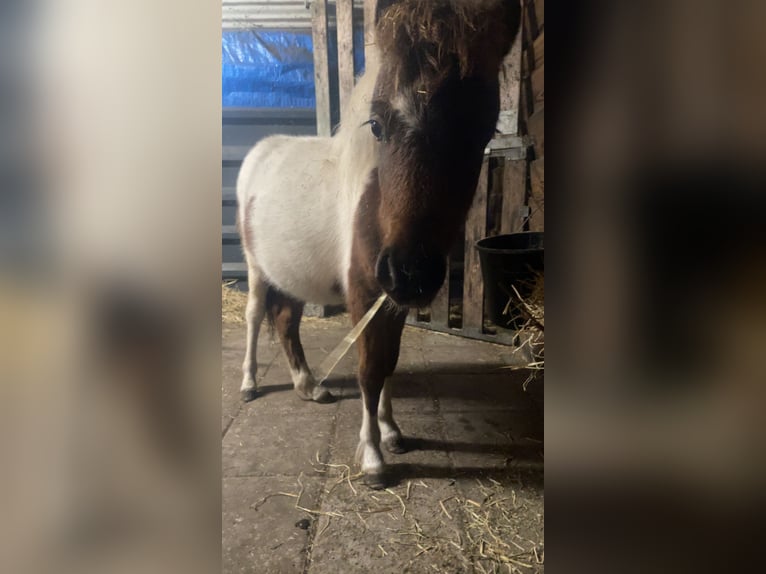 American Miniature Horse Hengst 1 Jahr 60 cm Schecke in Lommel