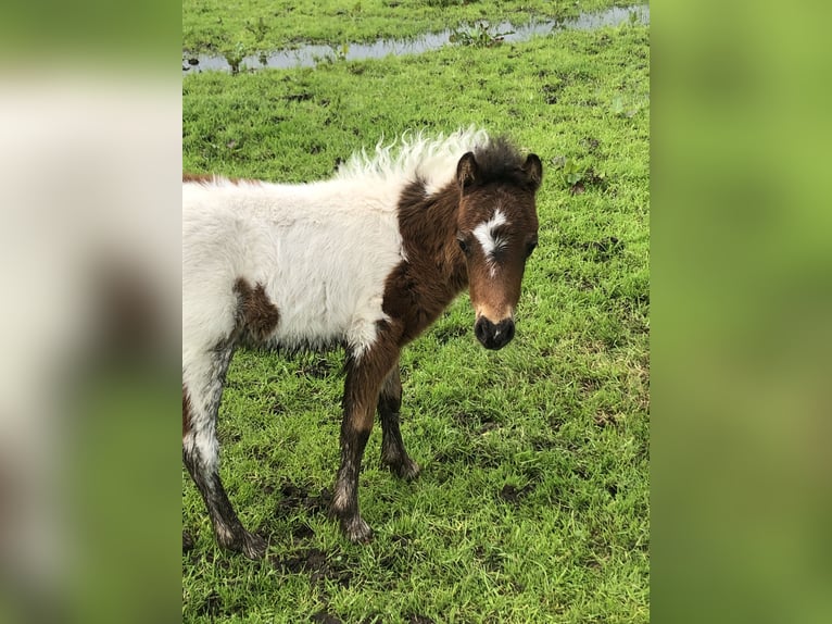 American Miniature Horse Hengst 1 Jahr 60 cm Schecke in Lommel