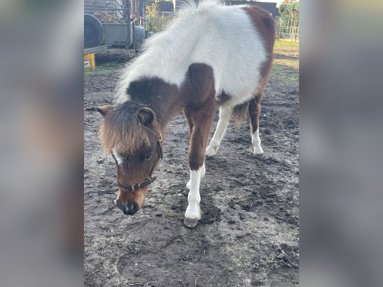 American Miniature Horse Hengst 1 Jahr 60 cm Schecke in Lommel