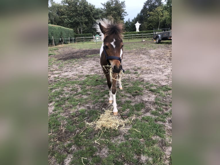 American Miniature Horse Hengst 1 Jahr 60 cm Schecke in Lommel