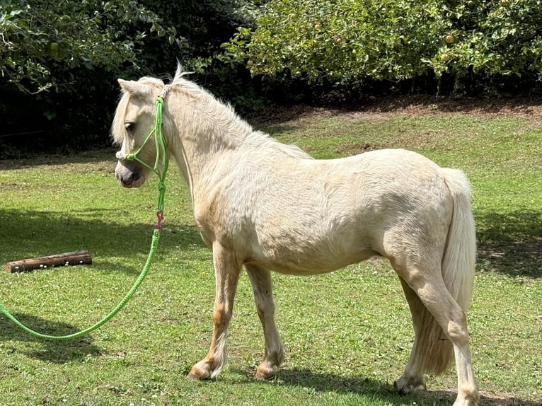 American Miniature Horse Hengst 1 Jahr 70 cm Tobiano-alle-Farben in Herwijnen