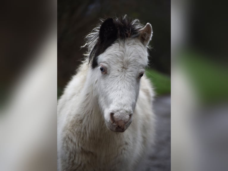 American Miniature Horse Hengst 1 Jahr 80 cm Overo-alle-Farben in Dochamps