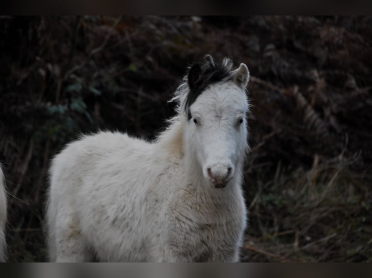 American Miniature Horse Hengst 1 Jahr 80 cm Overo-alle-Farben in Dochamps