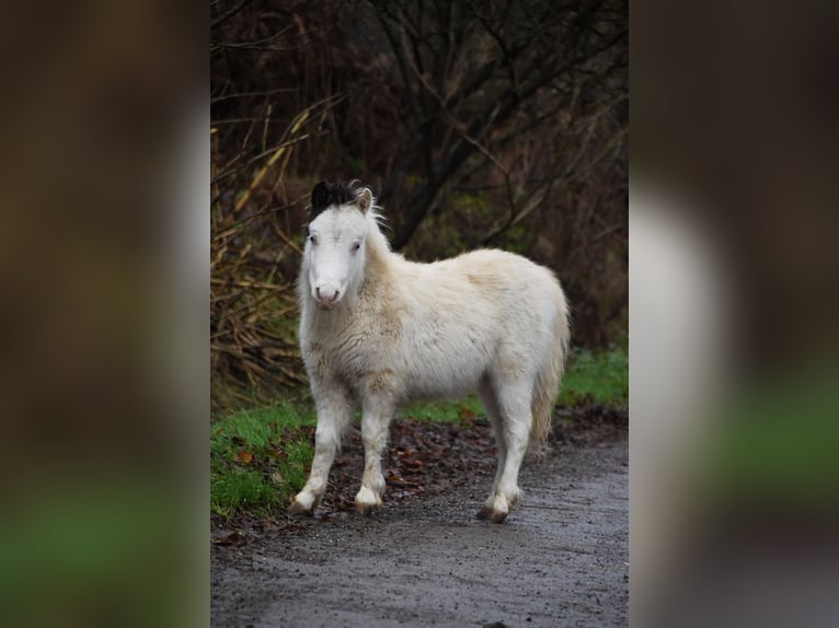 American Miniature Horse Hengst 1 Jahr 80 cm Overo-alle-Farben in Dochamps