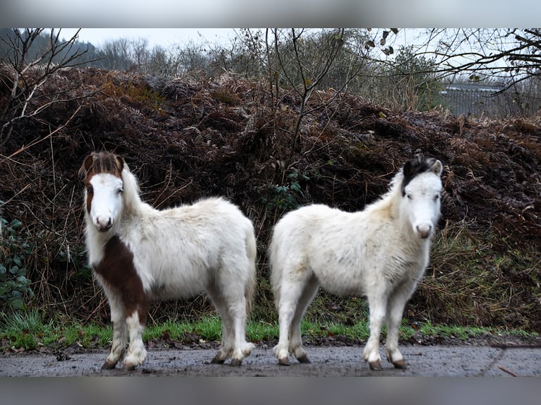 American Miniature Horse Hengst 1 Jahr 80 cm Overo-alle-Farben in Dochamps