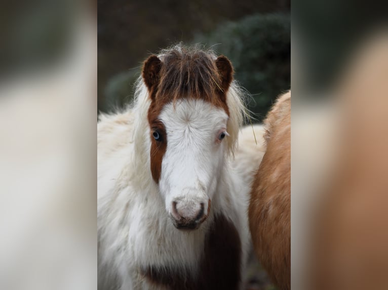 American Miniature Horse Hengst 1 Jahr 80 cm Overo-alle-Farben in Dochamps