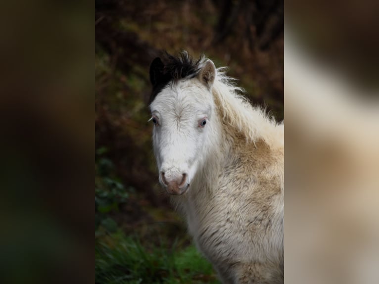 American Miniature Horse Hengst 1 Jahr 80 cm Overo-alle-Farben in Dochamps