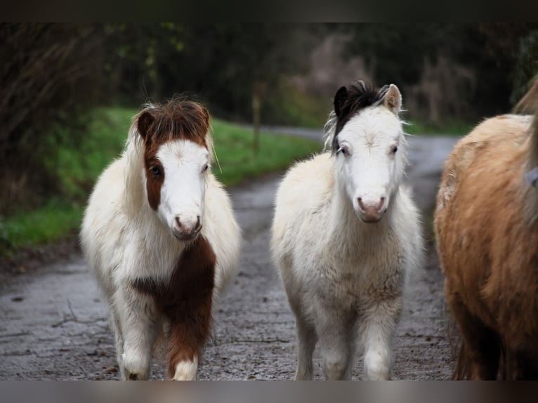 American Miniature Horse Hengst 1 Jahr 80 cm Overo-alle-Farben in Dochamps