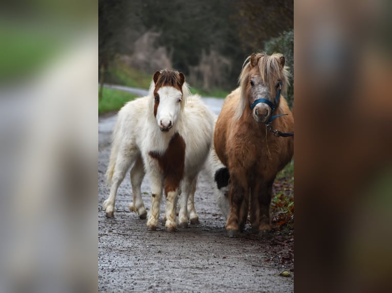 American Miniature Horse Hengst 1 Jahr 80 cm Overo-alle-Farben in Dochamps