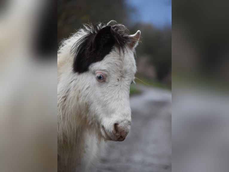 American Miniature Horse Hengst 1 Jahr 80 cm Overo-alle-Farben in Dochamps