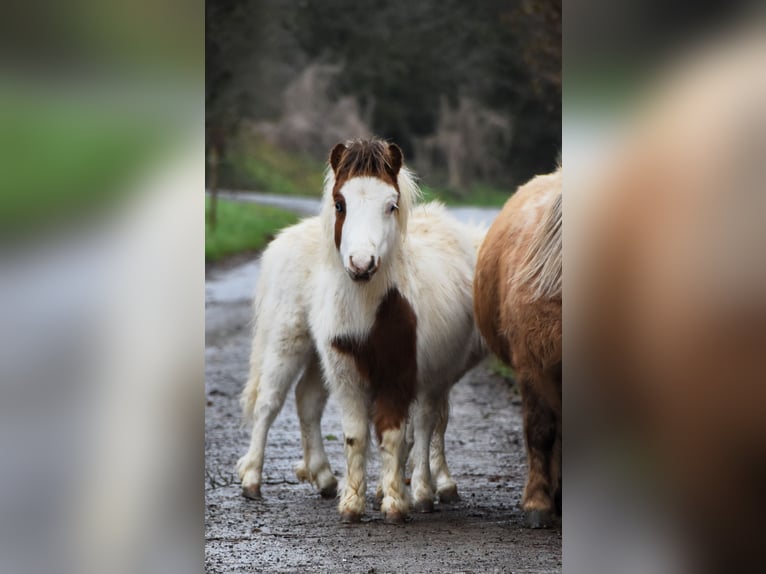 American Miniature Horse Hengst 1 Jahr 80 cm Overo-alle-Farben in Dochamps