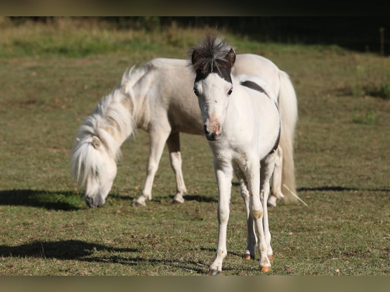 American Miniature Horse Hengst 1 Jahr 80 cm Overo-alle-Farben in Hinterweidenthal