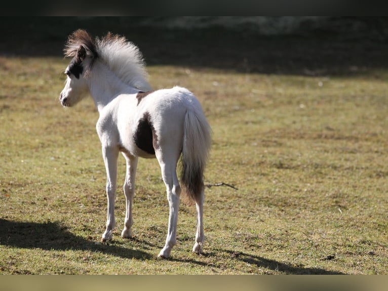 American Miniature Horse Hengst 1 Jahr 80 cm Overo-alle-Farben in Hinterweidenthal