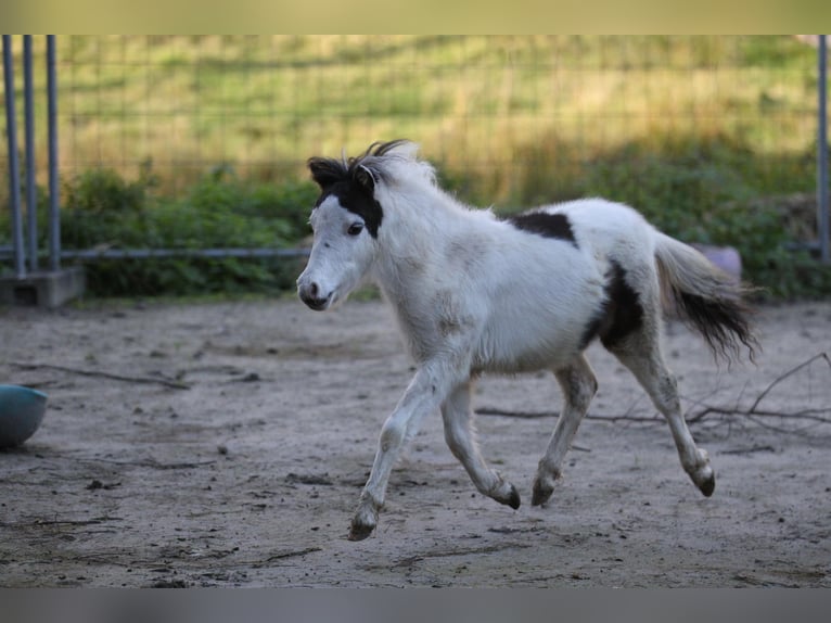 American Miniature Horse Hengst 1 Jahr 80 cm Overo-alle-Farben in Hinterweidenthal