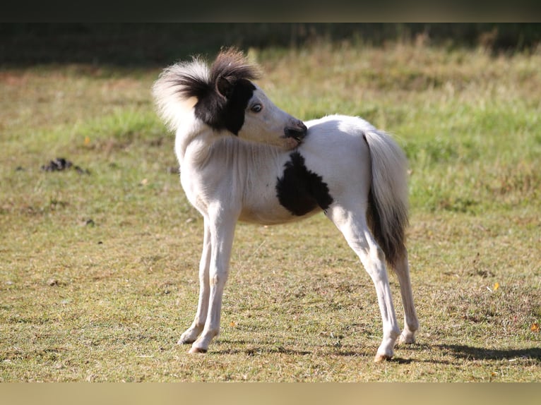 American Miniature Horse Hengst 1 Jahr 80 cm Overo-alle-Farben in Hinterweidenthal