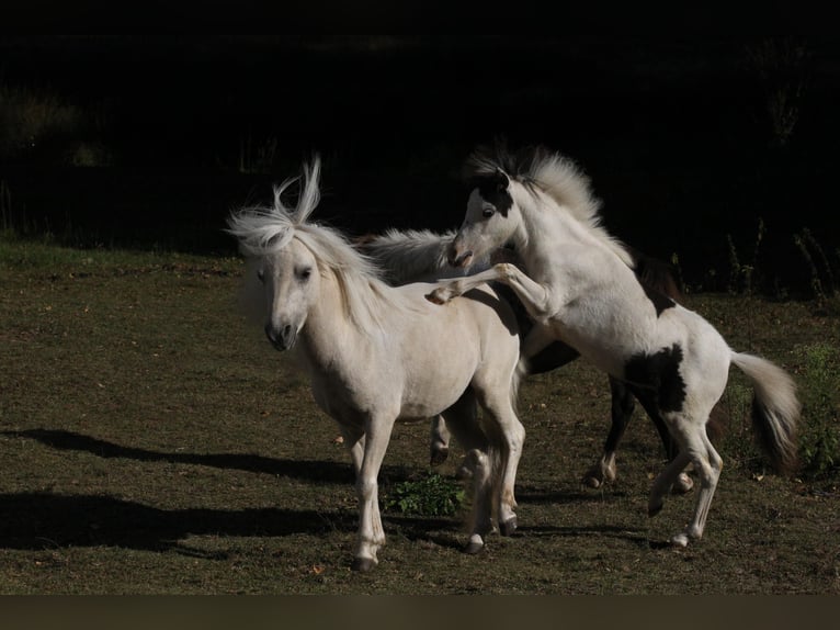 American Miniature Horse Hengst 1 Jahr 80 cm Overo-alle-Farben in Hinterweidenthal