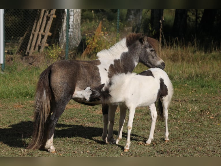 American Miniature Horse Hengst 1 Jahr 80 cm Overo-alle-Farben in Hinterweidenthal