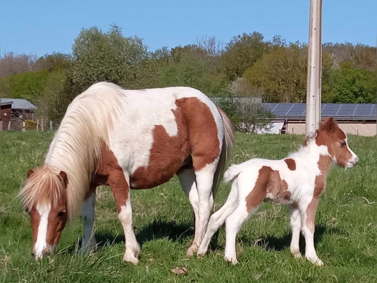 American Miniature Horse Hengst 1 Jahr 80 cm Schecke in chambeire