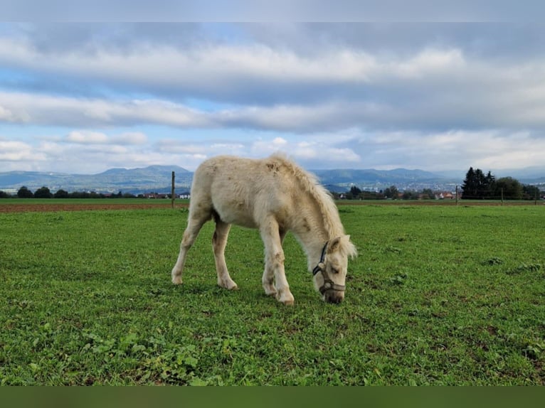 American Miniature Horse Hengst 1 Jahr 81 cm Palomino in Balingen