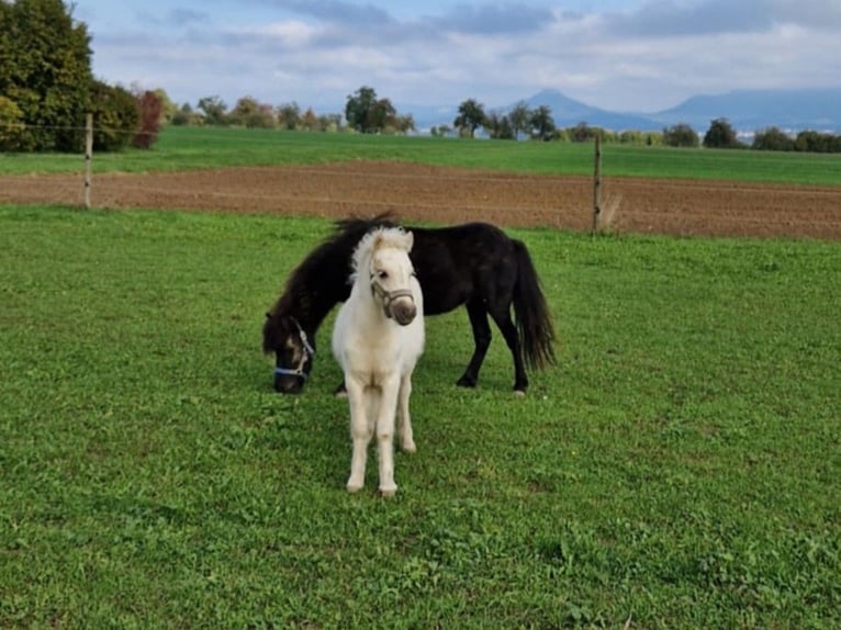 American Miniature Horse Hengst 1 Jahr 81 cm Palomino in Balingen