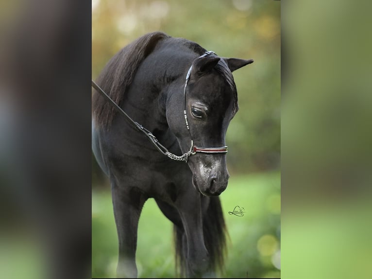 American Miniature Horse Hengst 1 Jahr 84 cm Rappe in Aarschot