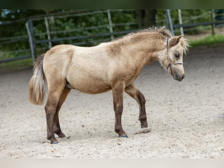 American Miniature Horse Hengst 1 Jahr 85 cm Buckskin in Pritzwalk