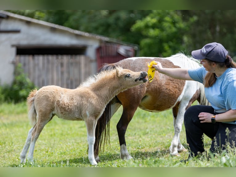 American Miniature Horse Hengst 1 Jahr 85 cm  in Gardelegen