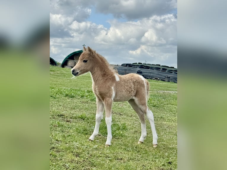American Miniature Horse Hengst 1 Jahr 85 cm  in Gardelegen
